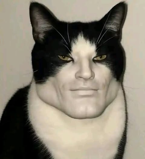 قطط
